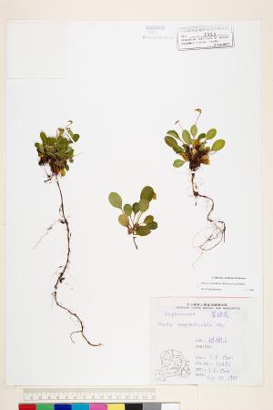 <a href="https://brmas.openmuseum.tw/muse/digi_object/8d500195bbe91b32ae4b3f91bcf48f4c" target="_blank">倒卵葉裂緣花／中央研究院生物多樣性研究博物館植物標本館 (HAST)</a>