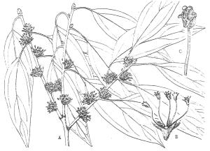 <a href="https://taieol.tw/muse/digi_object/21abbedb84aef6b1fe0a18bf2cba422d" target="_blank">小芽新木薑子／By：台灣樹木誌／臺灣維管束植物簡誌</a>
