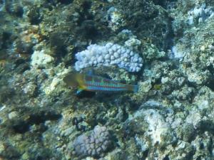 <a href="https://taieol.tw/muse/digi_object/7aa800fee94f60f310c20b9f041d71ff" target="_blank">三葉錦魚／By：langzi／iNaturalist</a>