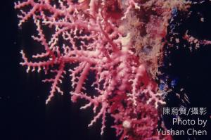 <a href="https://taieol.tw/muse/digi_object/f695cb68d2661010033fa655f4b5e729" target="_blank">疣柱星珊瑚／By：陳育賢／陳育賢</a>