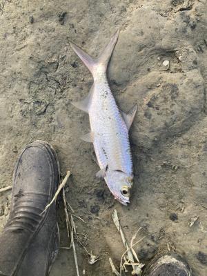 <a href="https://taieol.tw/muse/digi_object/48718d860de6a2eaa58d26849f8dc33c" target="_blank">大海鰱／By：chendada／iNaturalist</a>