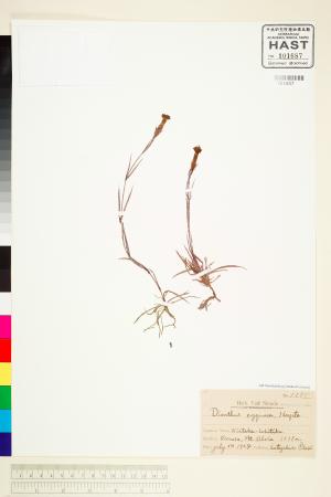 <a href="https://brmas.openmuseum.tw/muse/digi_object/8da5910c8d05b1a849e92f333571fc3d" target="_blank">玉山石竹／中央研究院生物多樣性研究博物館植物標本館 (HAST)</a>