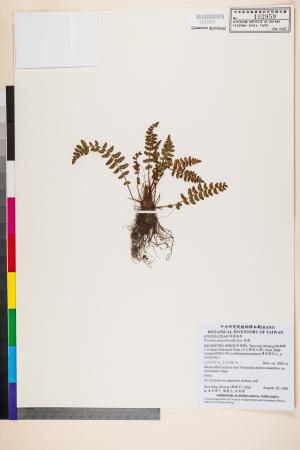 <a href="https://brmas.openmuseum.tw/muse/digi_object/8db43782f46b94508885297166311a8d" target="_blank">岩蕨／中央研究院生物多樣性研究博物館植物標本館 (HAST)</a>