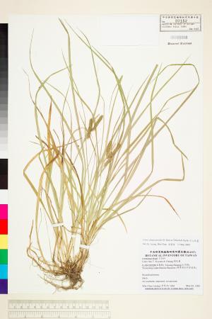 <a href="https://brmas.openmuseum.tw/muse/digi_object/8dbd2fc3e9d6d97cff90d55e25556f77" target="_blank">川上氏薹(高山日本薹)／中央研究院生物多樣性研究博物館植物標本館 (HAST)</a>