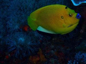 <a href="https://taieol.tw/muse/digi_object/4191c58438a04ef77a1cf76fdc2fcea4" target="_blank">三點阿波魚／By：lanny753／iNaturalist</a>