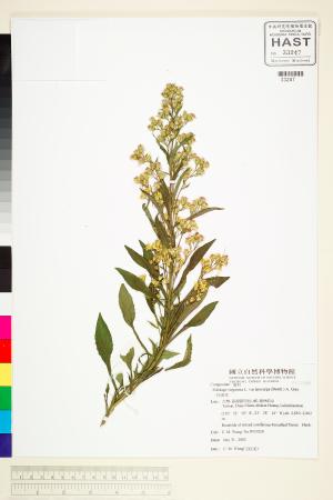 <a href="https://brmas.openmuseum.tw/muse/digi_object/8dd3d313387b940057b8f1261a9562ae" target="_blank">一枝黃花／中央研究院生物多樣性研究博物館植物標本館 (HAST)</a>