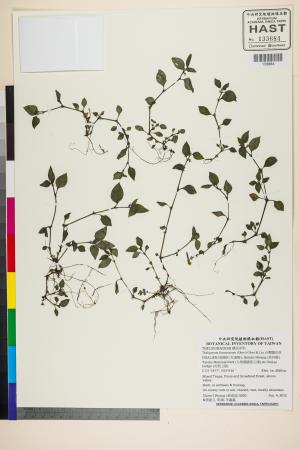 <a href="https://brmas.openmuseum.tw/muse/digi_object/8dd8032f86682ce5567bcaff2caf3ef0" target="_blank">台灣纖花草／中央研究院生物多樣性研究博物館植物標本館 (HAST)</a>