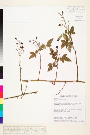 <a href="https://brmas.openmuseum.tw/muse/digi_object/8dd803506e3f142ae959ac821cfbf8a7" target="_blank">太魯閣薔薇／中央研究院生物多樣性研究博物館植物標本館 (HAST)</a>