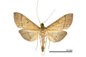 Bradina atopalis taiwanensis Yamanaka, 1984_male_MCE1250_21-22-VII-2015_SWu_01