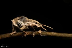 <a href="https://taieol.tw/muse/digi_object/883c216b40f357ddc04dff0ffa095889" target="_blank">Episomus takahashii／By：oscaryin／iNaturalist</a>