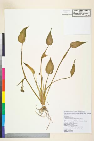 <a href="https://brmas.openmuseum.tw/muse/digi_object/8df5d0a57db93ff99f3458457722576b" target="_blank">鴨舌草／中央研究院生物多樣性研究博物館植物標本館 (HAST)</a>