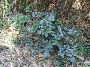 <a href="https://taieol.tw/muse/digi_object/c33d63c135810426f20750531a536cca" target="_blank">伏牛花／By：naturalist14740／iNaturalist</a>