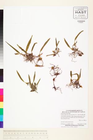 <a href="https://brmas.openmuseum.tw/muse/digi_object/8e29edcb7f954895e7b66345aaa11974" target="_blank">綠花寶石蘭／中央研究院生物多樣性研究博物館植物標本館 (HAST)</a>
