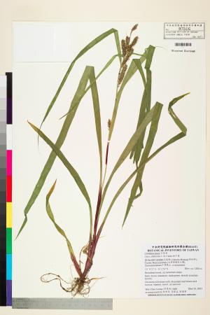 <a href="https://brmas.openmuseum.tw/muse/digi_object/8e3ec1ffb03e40972275e2d766065d43" target="_blank">林下薹／中央研究院生物多樣性研究博物館植物標本館 (HAST)</a>