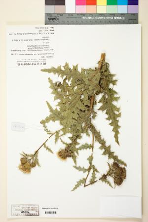 <a href="https://brmas.openmuseum.tw/muse/digi_object/8e4186de6a6039ae40cb8fa0e519d4b1" target="_blank">白花小薊／中央研究院生物多樣性研究博物館植物標本館 (HAST)</a>
