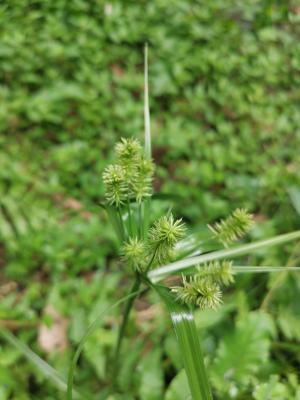 <a href="https://taieol.tw/muse/digi_object/668c75000acd97cac111a61c6d62547b" target="_blank">Cyperus cyperoides／By：enkn／iNaturalist</a>