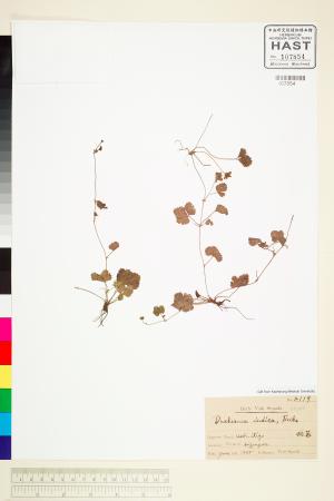 <a href="https://brmas.openmuseum.tw/muse/digi_object/8e6678da5fd7165741e3f05ebda0daab" target="_blank">蛇莓(地梅、龍吐珠)／中央研究院生物多樣性研究博物館植物標本館 (HAST)</a>