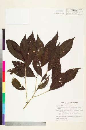 <a href="https://brmas.openmuseum.tw/muse/digi_object/8e6c853f2b88414b304d5455131e2ece" target="_blank">阿薩母茶／中央研究院生物多樣性研究博物館植物標本館 (HAST)</a>