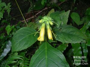 <a href="https://taieol.tw/muse/digi_object/5dc03bb17980667c7df6aeb8676f9698" target="_blank">俄氏草／By：cyst007／iNaturalist</a>