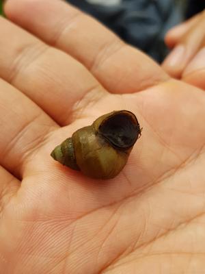 <a href="https://taieol.tw/muse/digi_object/9bb38535a9063ad6a70330afb644f48b" target="_blank">石田螺／By：ospreytim／iNaturalist</a>