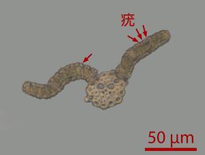 <a href="https://taieol.tw/muse/digi_object/bc1bf811ed3431ce1cacb88fc7a71ad5" target="_blank">小扭口苔／By：姚奎宇／太魯閣國家公園管理處</a>