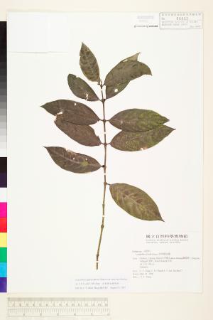 <a href="https://brmas.openmuseum.tw/muse/digi_object/8e840e4970a7b4ba18b57050d3746e22" target="_blank">大葉密毛雞屎樹(大葉雞屎樹)／中央研究院生物多樣性研究博物館植物標本館 (HAST)</a>