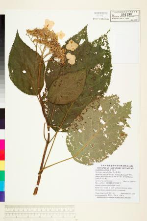 <a href="https://brmas.openmuseum.tw/muse/digi_object/8e97159c2e8f6ab36433763dde048ca1" target="_blank">高山藤繡球／中央研究院生物多樣性研究博物館植物標本館 (HAST)</a>