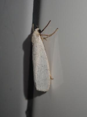 <a href="https://taieol.tw/muse/digi_object/b0435e644931f14c083c01d2269a3915" target="_blank">Ghoria tecta／By：pseudoshuigeeee／iNaturalist</a>