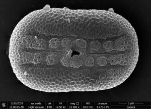 <a href="https://ntm-naturearchive.openmuseum.tw/muse/digi_object/22044f84b70a9f46451b5cc7afc9d486" target="_blank">爵床／國立臺灣博物館</a>
