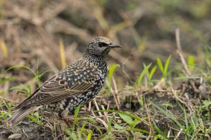 <a href="https://taieol.tw/muse/digi_object/a31efb5446bb3ebd1be048835fdb87b6" target="_blank">歐洲椋鳥／By：chih-wei_jack_chang／iNaturalist</a>