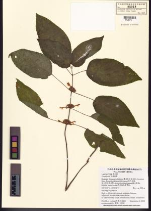 <a href="https://brmas.openmuseum.tw/muse/digi_object/8eb9c2329e19e1ad340f2364e3bb68f6" target="_blank">假糙蘇屬／中央研究院生物多樣性研究博物館植物標本館 (HAST)</a>