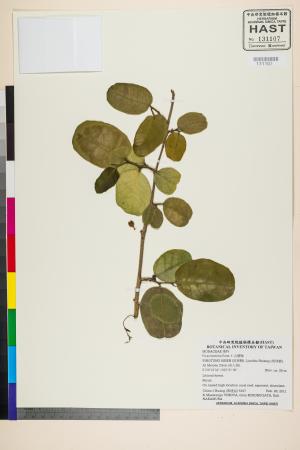 <a href="https://brmas.openmuseum.tw/muse/digi_object/8ed04eecf92feacec3d5be7ac6e8f4ce" target="_blank">山豬枷／中央研究院生物多樣性研究博物館植物標本館 (HAST)</a>