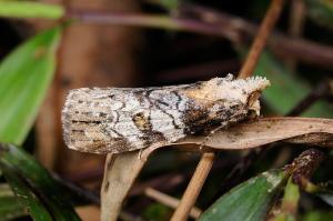 100131 宜蘭 福山植物園 30 Bryophilina mollicula (Graeser, 1889)_800ori