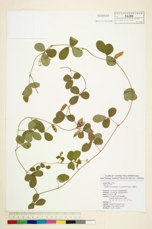 <a href="https://brmas.openmuseum.tw/muse/digi_object/8eda52b51c03012ba3d510da7a2a1ee1" target="_blank">蔓蟲豆／中央研究院生物多樣性研究博物館植物標本館 (HAST)</a>