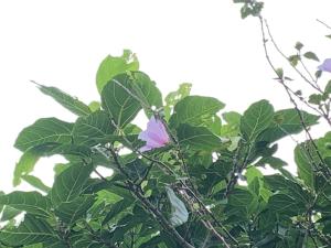 <a href="https://taieol.tw/muse/digi_object/da72f787f8df853271e94a69117fc802" target="_blank">木槿／By：orange_papa／iNaturalist</a>