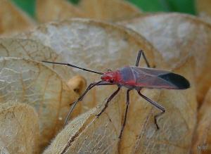 Caenocoris dimidiatus Breddin, 1907新長椿屬