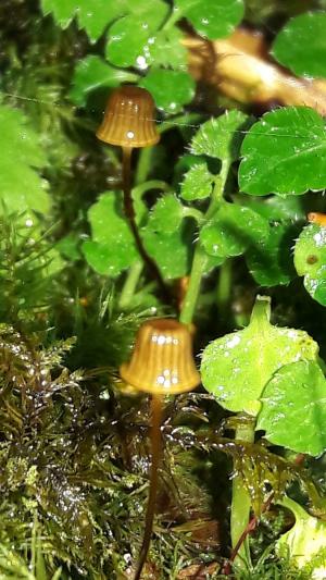 Mycena picta(彩麗小菇)