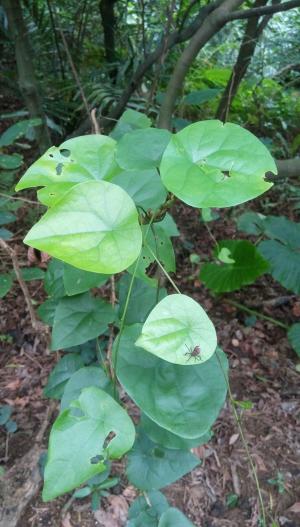 <a href="https://taieol.tw/muse/digi_object/658674f814ac1dfad95985c5fadff4ac" target="_blank">千金藤／By：erickkao／iNaturalist</a>