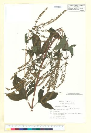 <a href="https://brmas.openmuseum.tw/muse/digi_object/8f266b55cd3fbac1e373c2eddd98fc5e" target="_blank">三裂葉豬草／中央研究院生物多樣性研究博物館植物標本館 (HAST)</a>