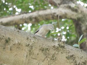 <a href="https://taieol.tw/muse/digi_object/e2ad0b909f4d1c55a5be2563af432245" target="_blank">灰頭椋鳥／By：lava_chen／iNaturalist</a>