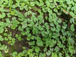 <a href="https://taieol.tw/muse/digi_object/d0424ee4f7a8849452a21dccc446311c" target="_blank">馬蹄金／By：johnnypantw／iNaturalist</a>