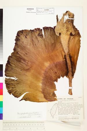 <a href="https://brmas.openmuseum.tw/muse/digi_object/8f482fdedb4b72170a00d97fa56d85b5" target="_blank">疣柄魔芋(雷公統、巨花蒟蒻、南天星)／中央研究院生物多樣性研究博物館植物標本館 (HAST)</a>