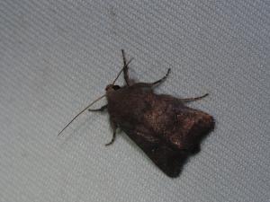 <a href="https://taieol.tw/muse/digi_object/c8f849520a8370b7e528297479ec8646" target="_blank">Athetis stellulata／By：max822／iNaturalist</a>