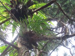 <a href="https://taieol.tw/muse/digi_object/3dc0670ebc00f41eec1ae2a5828f902e" target="_blank">鳳蘭／By：naturalist14740／iNaturalist</a>
