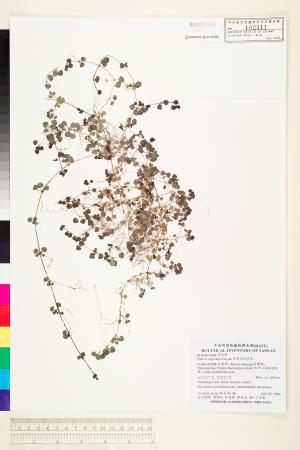 <a href="https://brmas.openmuseum.tw/muse/digi_object/8f72cedd0a42c8be962054fb2592a37f" target="_blank">黑果深柱夢草／中央研究院生物多樣性研究博物館植物標本館 (HAST)</a>