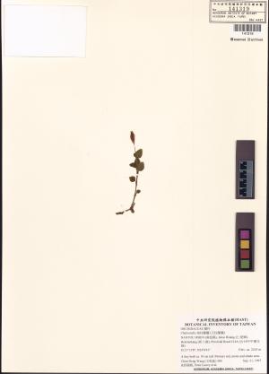 <a href="https://brmas.openmuseum.tw/muse/digi_object/8f7ec0622630969d0e96f0fd746592f2" target="_blank">指柱蘭屬 (叉柱蘭屬)／中央研究院生物多樣性研究博物館植物標本館 (HAST)</a>