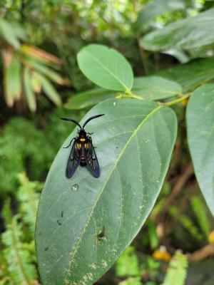 <a href="https://taieol.tw/muse/digi_object/35672808a6fc2a7b2f2f0cca8d8762d5" target="_blank">Zama horni／By：gdman／iNaturalist</a>