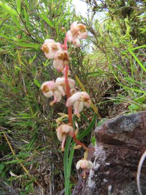 <a href="https://taieol.tw/muse/digi_object/69adcd09958ebd78c6baba71ef51a8d8" target="_blank">玉山鹿蹄草／By：naturalist14740／iNaturalist</a>