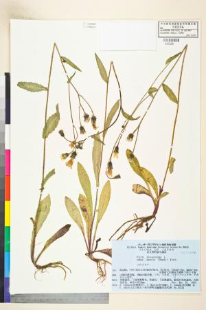 <a href="https://brmas.openmuseum.tw/muse/digi_object/8fa278360bf2eb7f76dca82d117b322d" target="_blank">毛連菜／中央研究院生物多樣性研究博物館植物標本館 (HAST)</a>