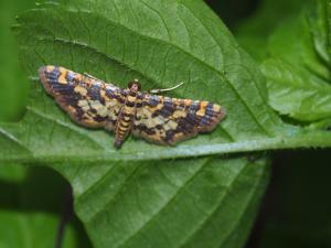<a href="https://taieol.tw/muse/digi_object/c9a50f19d80b201d802802e1fa94142f" target="_blank">Eurrhyparodes tricoloralis／By：max822／iNaturalist</a>